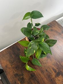 Golden pathos house plant