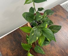 Golden pathos house plant