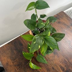 Golden pathos house plant