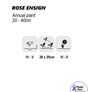 (C) Rose Ensign Seeds 2g (446944) Image 4
