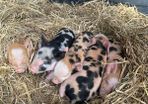 Kune Kune piglets