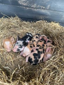 Kune Kune piglets