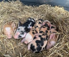 Kune Kune piglets