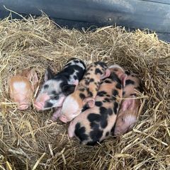 Kune Kune piglets
