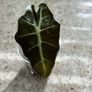 Baby Alocasia Polly Image 2