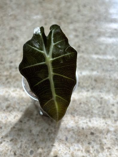 Baby Alocasia Polly