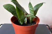 snake plant