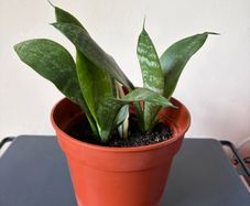 snake plant