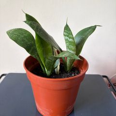 snake plant