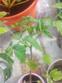 tomato plants