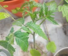 tomato plants