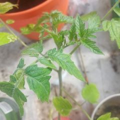 tomato plants