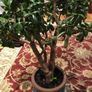 Crassula (Money Tree) 14 year old, very healthy. Image 3