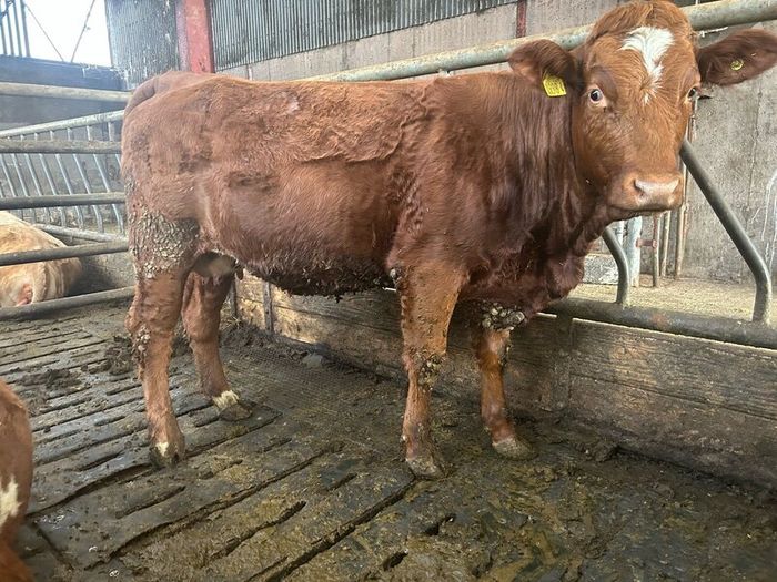 Springing  heifers