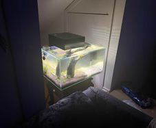 Fluval 23l Fishtank