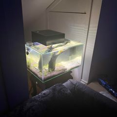 Fluval 23l Fishtank