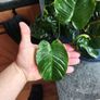 Aquarium plants Image 5