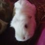 guinea pigs Image 5