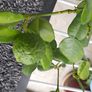 Kaffir lime tree House plant Image 7