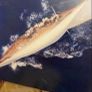 Mythiques Yachts Classiques Image 4