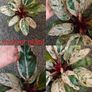 Philodendron Red Congo Dwarf Mint Variegated Image 3