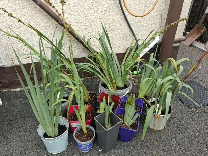 Plant