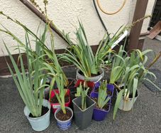 Plant