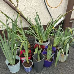 Plant