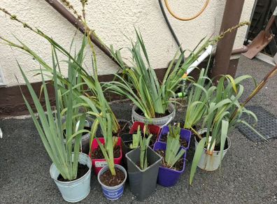 Plant