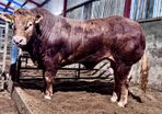 Quality Limousin bull