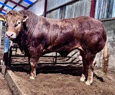 Quality Limousin bull