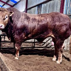 Quality Limousin bull