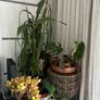plant Image 2