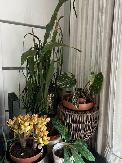 plant