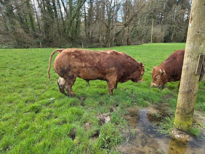 4 Pedigree Limousin Bulls