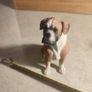 Country Artists -Boxer -Sitting Image 6