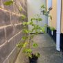 Hazelnut tree Image 6