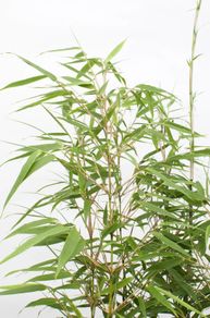bamboo plants