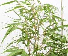bamboo plants