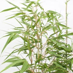 bamboo plants