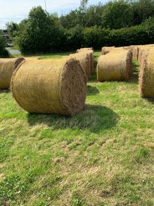 Hay