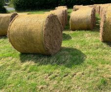 Hay