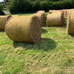 Hay