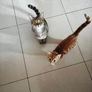 Mammy Cat & 12 Week-Old Kitten Loving Home Together Image 3