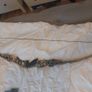 50lbs Recurve Image 3