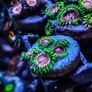 Fake Lime Chilli Zoa Image 2