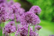 Allium Purple Rain bulbs x 3
