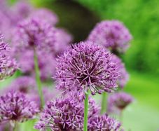 Allium Purple Rain bulbs x 3