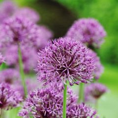 Allium Purple Rain bulbs x 3