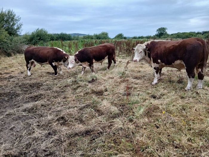 Breeding Hereford bulls for sale fit for service